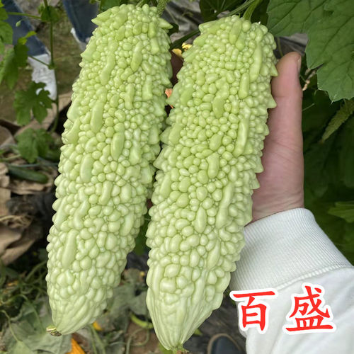 白苦瓜种子珍珠苦瓜种籽早熟瓜长皮白肉厚高产蔬菜四季包邮百胜
