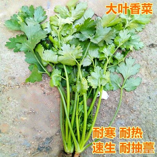 大叶香菜种子芫荽种子四季蔬菜种子大面积种植庭院阳台高产包邮