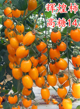 辉煌柿季橙黄色小番茄种子圣女果种籽特色口感小番茄四季蔬菜籽