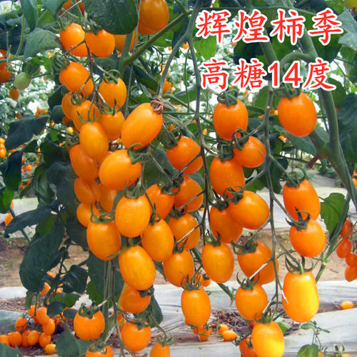 辉煌柿季橙黄色小番茄种子圣女果种籽特色口感小番茄四季蔬菜籽