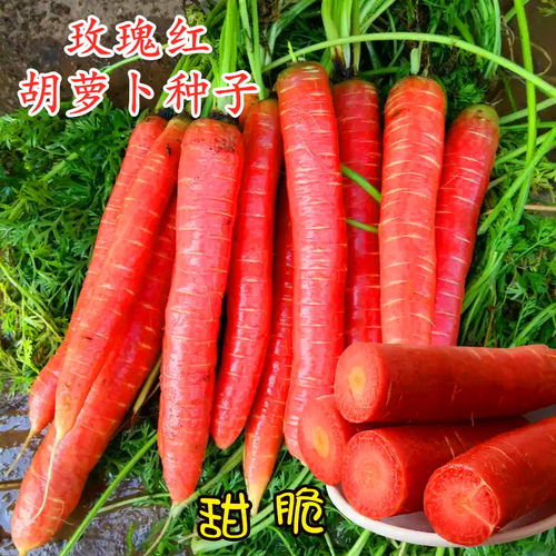 水果胡萝卜种子特色红色胡萝卜种籽四季蔬菜籽耐寒耐热庭院阳台