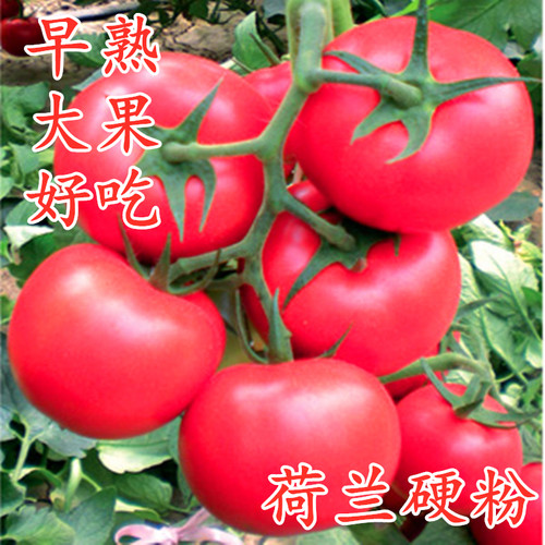 大果产量高包邮番茄种子