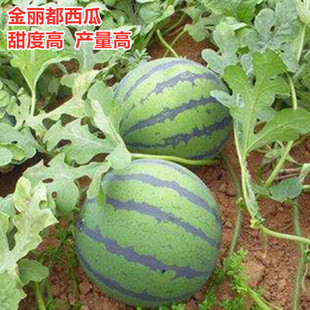 金丽都西瓜种子花皮红瓤种籽皮薄大果抗裂脆甜巨型懒汉西瓜包邮