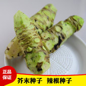芥末种子芥子末西洋花种籽山葵种子菜种子调味品盆栽四季 蔬菜种
