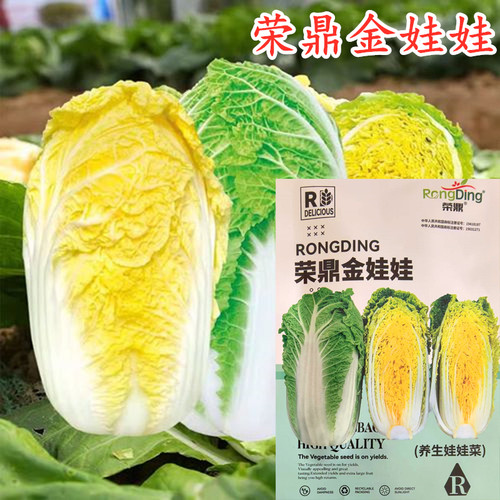 娃娃菜种子高产黄心黄芯娃娃菜种籽四季小白菜高产秋播蔬菜种籽