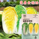 娃娃菜种子高产黄心黄芯娃娃菜种籽四季 小白菜高产秋播蔬菜种籽