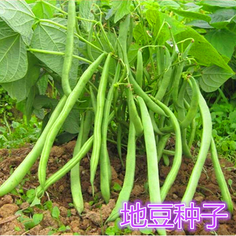 地豆种子无架豆种籽高产豆角矮生不搭架豇豆芸豆高产早熟无筋包邮图片