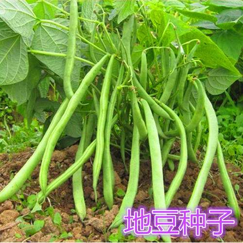 地豆种子无架豆种籽高产豆角矮生不搭架豇豆芸豆高产早熟无筋包邮