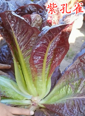 紫孔雀菜种子绿孔雀菜生菜种籽紫色油麦四季盆栽阳台特色蔬菜包邮