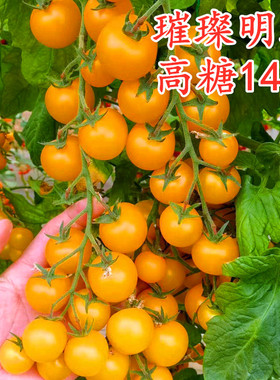 高糖超甜小圆黄色樱桃番茄种子橙黄色圣女果种籽秧苗子璀璨明珠