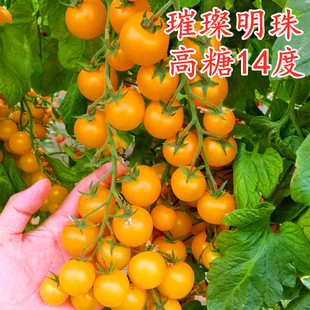 高糖超甜小圆黄色樱桃番茄种子橙黄色圣女果种籽秧苗子璀璨明珠