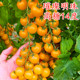高糖超甜小圆黄色樱桃番茄种子橙黄色圣女果种籽秧苗子璀璨明珠