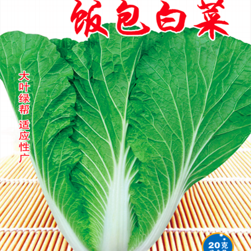 饭包白菜种子秋播大白菜种籽擗帮打饭包绿邦掰邦白菜高产抗病包邮
