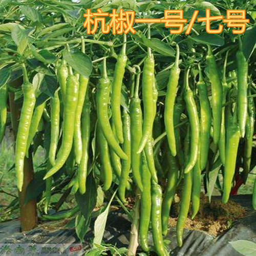 杭椒种子高产线椒种籽辣椒苗杭椒一号七号尖椒青椒四季蔬菜包邮