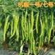 包邮 杭椒种子高产线椒种籽辣椒苗杭椒一号七号尖椒青椒四季 蔬菜