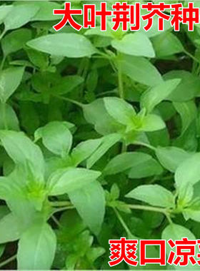 大叶荆芥种子四季播荆菜种籽中药种子香草种子美味凉菜四季蔬菜籽