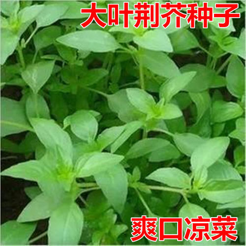 大叶荆芥种子四季播荆菜种籽中药种子香草种子美味凉菜四季蔬菜籽