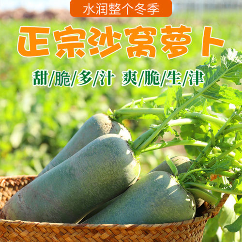 天津沙窝萝卜种子水果萝卜种籽青萝卜生吃脆甜水分大潍县萝卜包邮