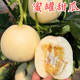 包邮 白沙蜜罐种子甜瓜种籽香瓜超甜白皮白肉超甜四季 水果庭院高产