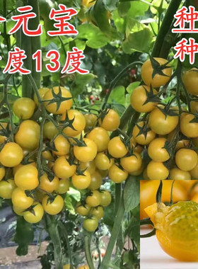 黄色樱桃番茄种子橙黄色圣女果种籽苗子特色番茄秧苗甜度高金元宝