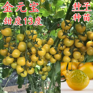 黄色樱桃番茄种子橙黄色圣女果种籽苗子特色番茄秧苗甜度高金元宝