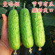 旱黄瓜种子嫁接黄瓜苗胶东水果黄瓜种籽秋黄瓜高产蔬菜 曼哈顿 包邮