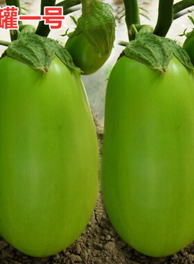 绿罐茄子种子牛心茄绿茄绿色灯泡茄绿牛蛋茄子嫁接茄子苗绿罐一号