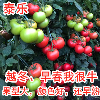抗病毒耐寒大果高产番茄种子种苗