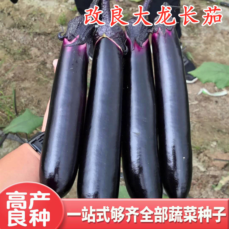 改良大龙长茄种子紫把紫萼长茄种籽嫁接茄子苗紫黑色四季蔬菜包邮,农用物资,蔬菜种子/种苗,淘宝优惠券,粉丝福利购,淘宝优惠卷