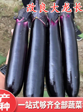 改良大龙长茄种子紫把紫萼长茄种籽嫁接茄子苗紫黑色四季蔬菜包邮