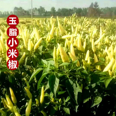 玉脂小米椒种籽白米椒朝天椒辣椒种籽超辣蔬菜四季包邮泡椒种籽
