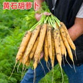 黄色胡萝卜种子黄胡萝卜种籽黄参内芯鲜黄高产特色蔬菜种籽 包邮