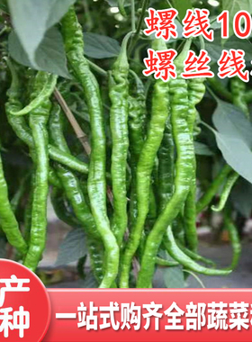 螺丝线椒种子线椒种籽螺丝椒种籽褶皱细长辣椒四季蔬菜螺线10号