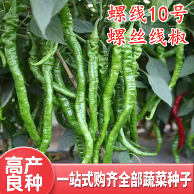 螺丝褶皱细长四季10号线椒种子
