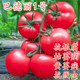 番茄种子深粉西红柿种籽耐寒大果抗死棵四季 蔬菜秧苗子巴德丽1号