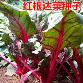 包邮 红根达菜种子红牛皮菜莙荙菜君达菜种籽盆栽蔬菜四季 蔬菜播种