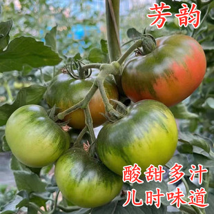 草莓西红柿种子番茄苗嘎啦果东北铁皮柿子碱地柿子苗四季蔬菜芳韵