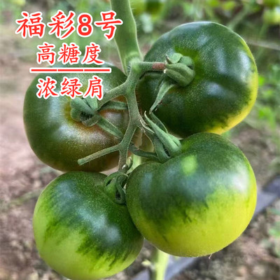 福彩8号草莓番茄种子铁皮柿子种籽酸甜大果草莓西红柿苗四季蔬菜