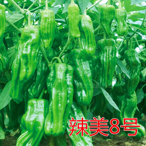 薄皮椒芜湖椒苏椒辣椒种子