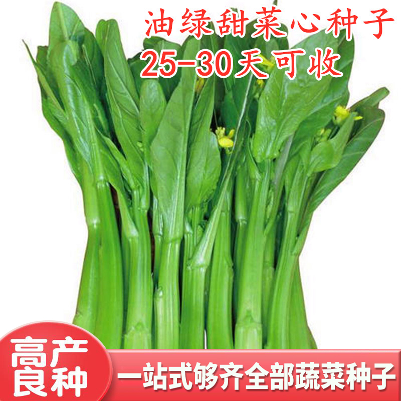 甜菜心种子广东四九菜苔薹种籽矮脚青菜尖叶油绿油青四季蔬菜早熟,农用物资,蔬菜种子/种苗,淘宝优惠券,粉丝福利购,淘宝优惠卷