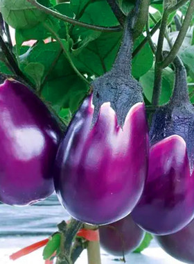 紫红色牛心茄种子紫色罐茄种籽红茄圆茄种子高产抗病四季蔬菜种籽