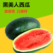 黑美人西瓜种子大果黑美人西瓜种籽高产早熟黑皮礼品西瓜高产 包邮
