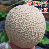 蜜瓜种子日本网纹瓜种籽超甜绿肉高产香瓜甜瓜种子种苗四季 包邮