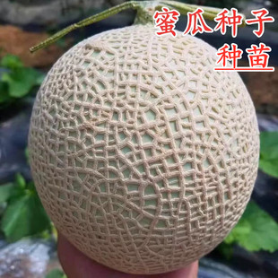 蜜瓜种子日本网纹瓜种籽超甜绿肉高产香瓜甜瓜种子种苗四季包邮