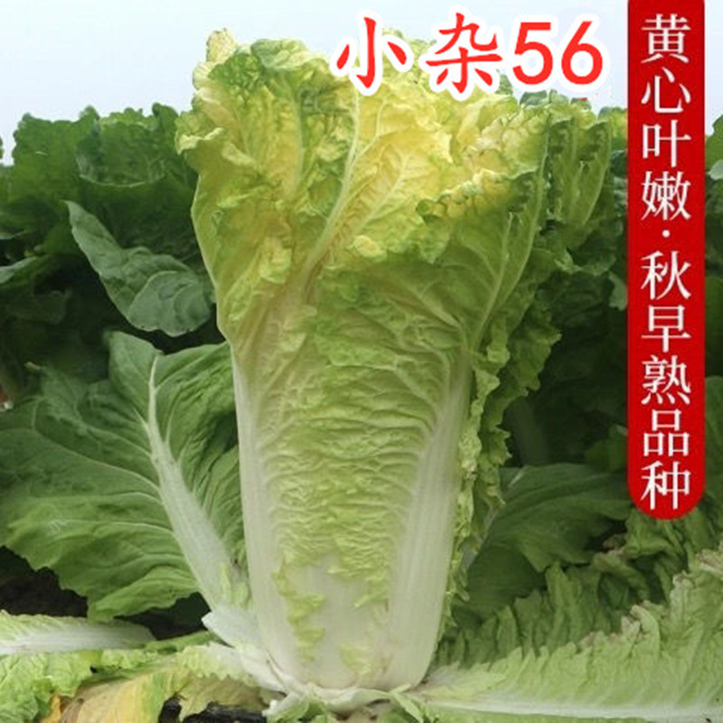 北京小杂56白菜种子黄心小白菜种籽包心菜卷心菜四季速生蔬菜包邮