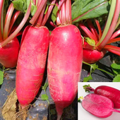 包邮 凤梨萝卜种子红皮红肉水果萝卜紫红色红心种籽四季 蔬菜高产