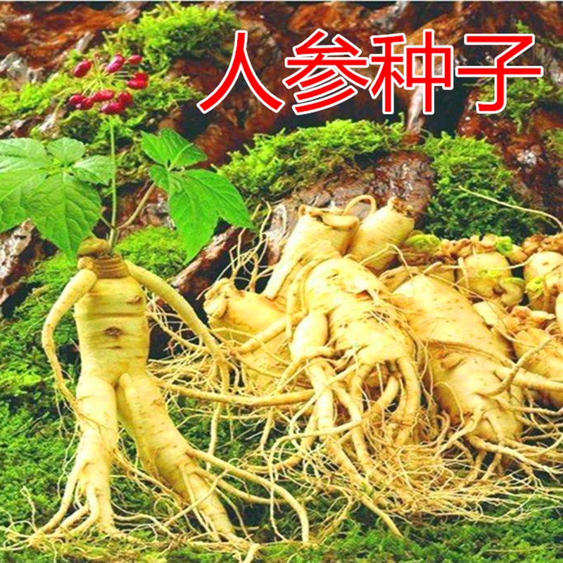 人参种子中药材种籽东北长白野山参家庭阳台盆栽蔬菜药材高产包邮