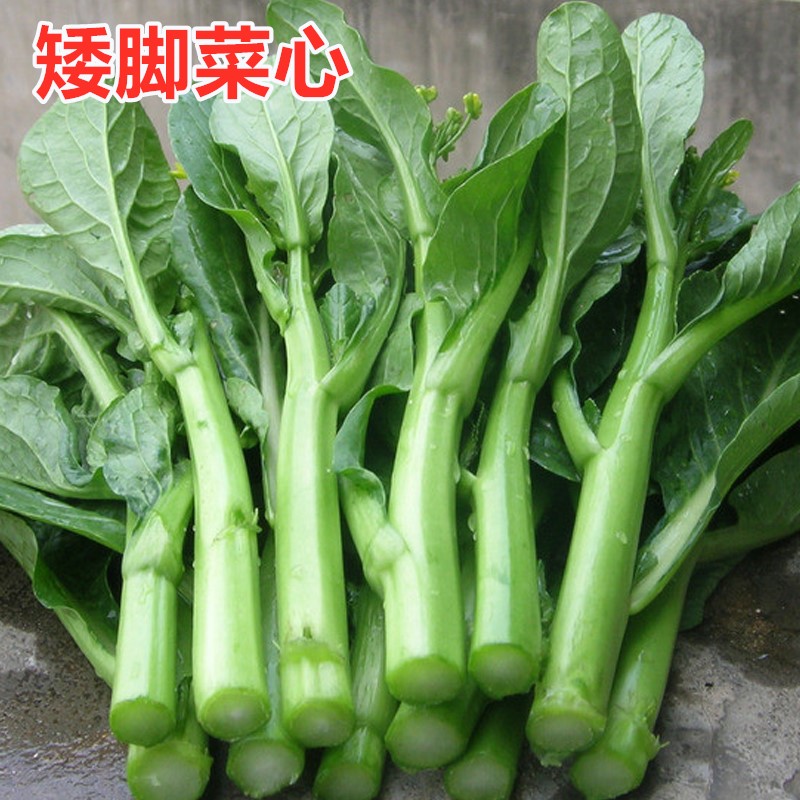 矮脚广东四季大面积包邮甜菜心