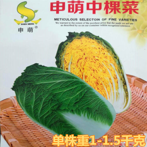 白菜种子黄心小白菜种籽中棵白菜包心菜卷心菜秋季四季蔬菜包邮