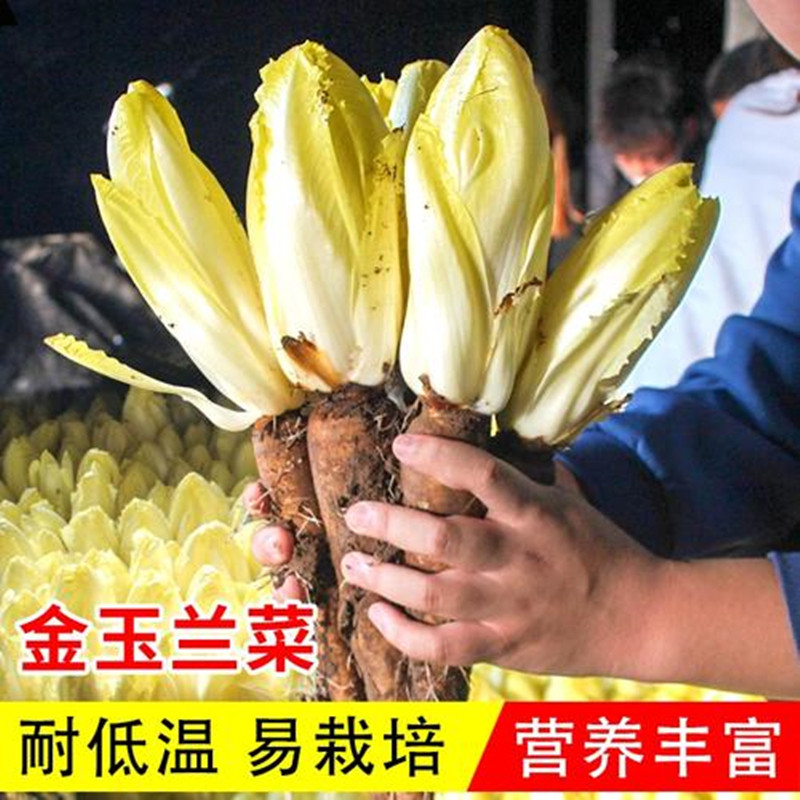 金玉兰菜种子软化菊苣种籽黄芽球菊苣种子苦菊种籽四季蔬菜包邮,农用物资,蔬菜种子/种苗,淘宝优惠券,粉丝福利购,淘宝优惠卷